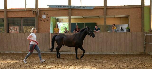 Talk to the horse! - 1-Tages Teambuilding Workshop 2