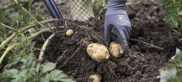Urban Gardening 5