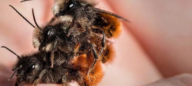 SAVE THE BEE - wir retten 1 Mio Insekten 1