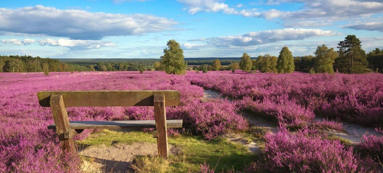 Inmitten der Lüneburger Heide, idyllisch 11