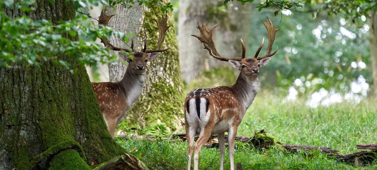 Pirschen im Wildpark Duttenstein 2