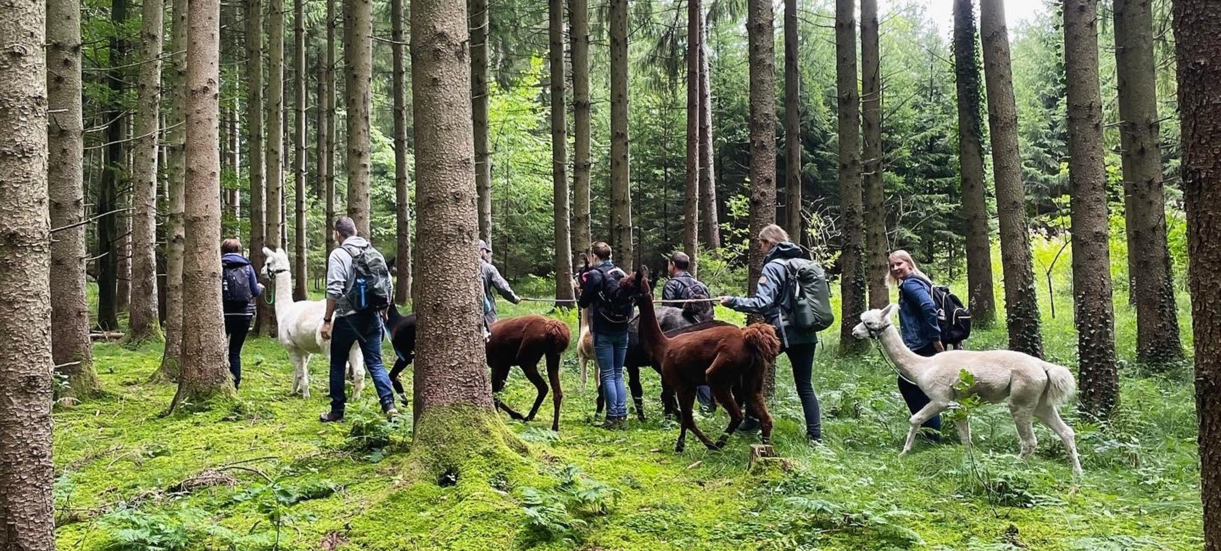 Pointnerhof Alpakas & Lamas 2