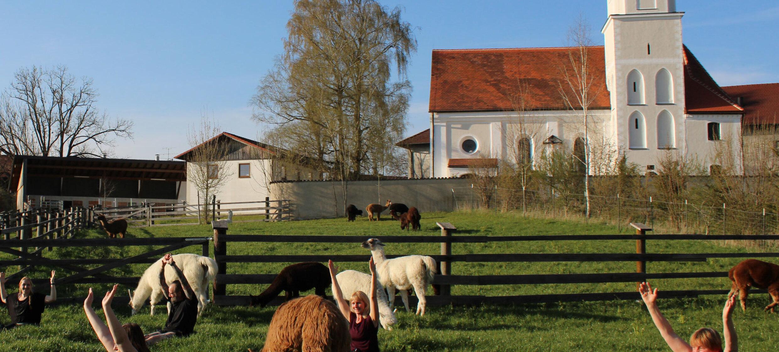 Pointnerhof Alpakas & Lamas 4