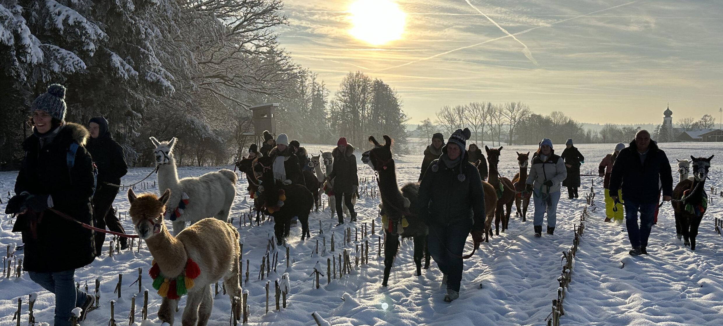 Pointnerhof Alpakas & Lamas 5