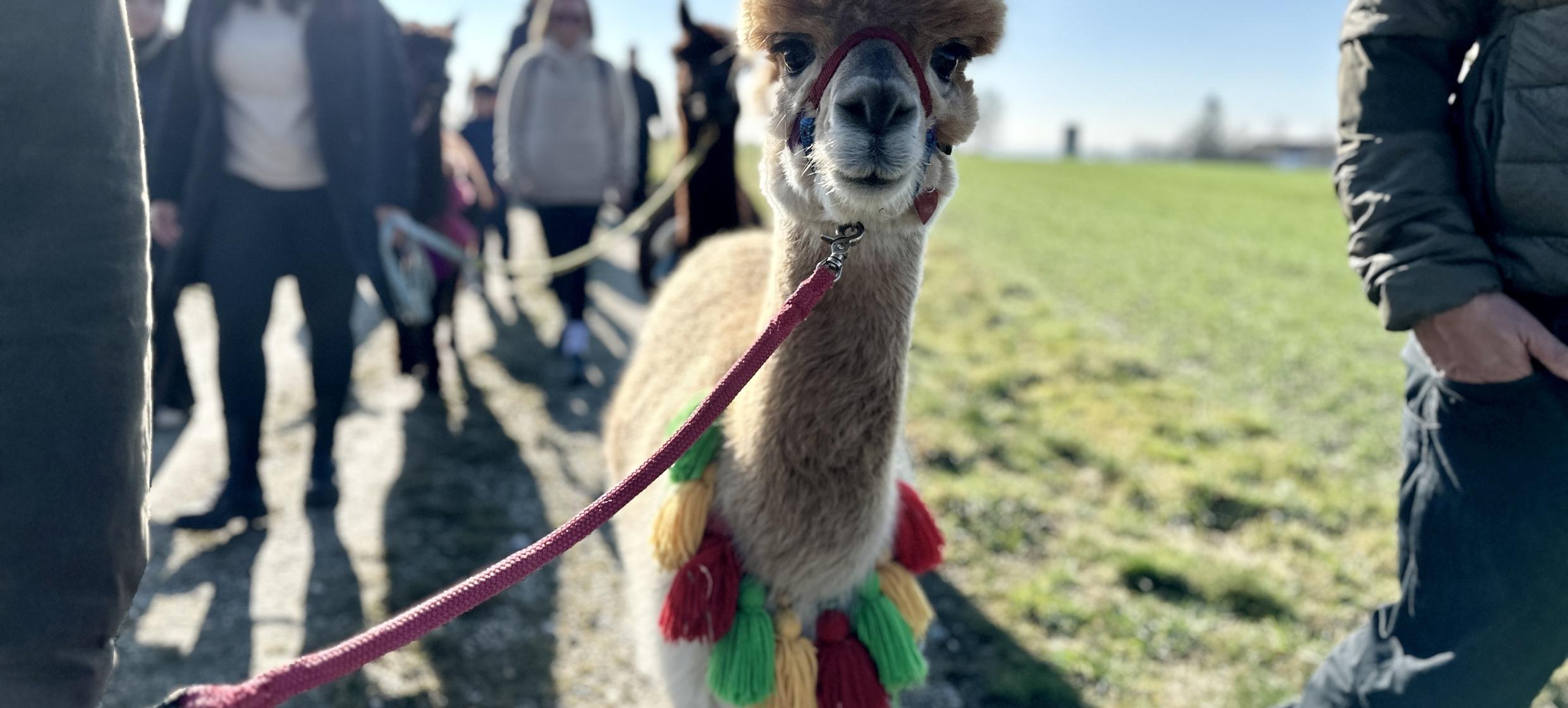 Flauschige Gauditour mit Alpakas & Lamas 2