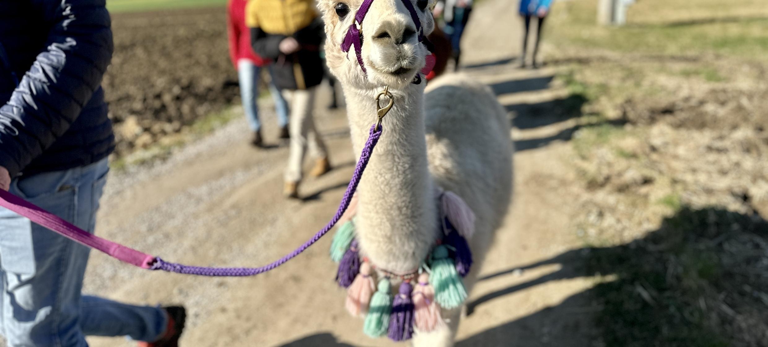 Flauschige Gauditour mit Alpakas & Lamas 5