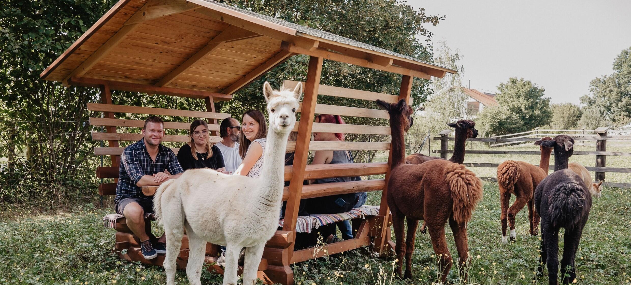 Flauschige Gauditour mit Alpakas & Lamas 6