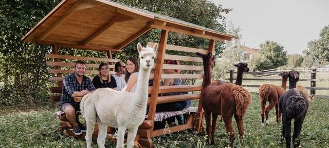 Flauschige Gauditour mit Alpakas & Lamas in Pointnerhof Alpakas & Lamas 6