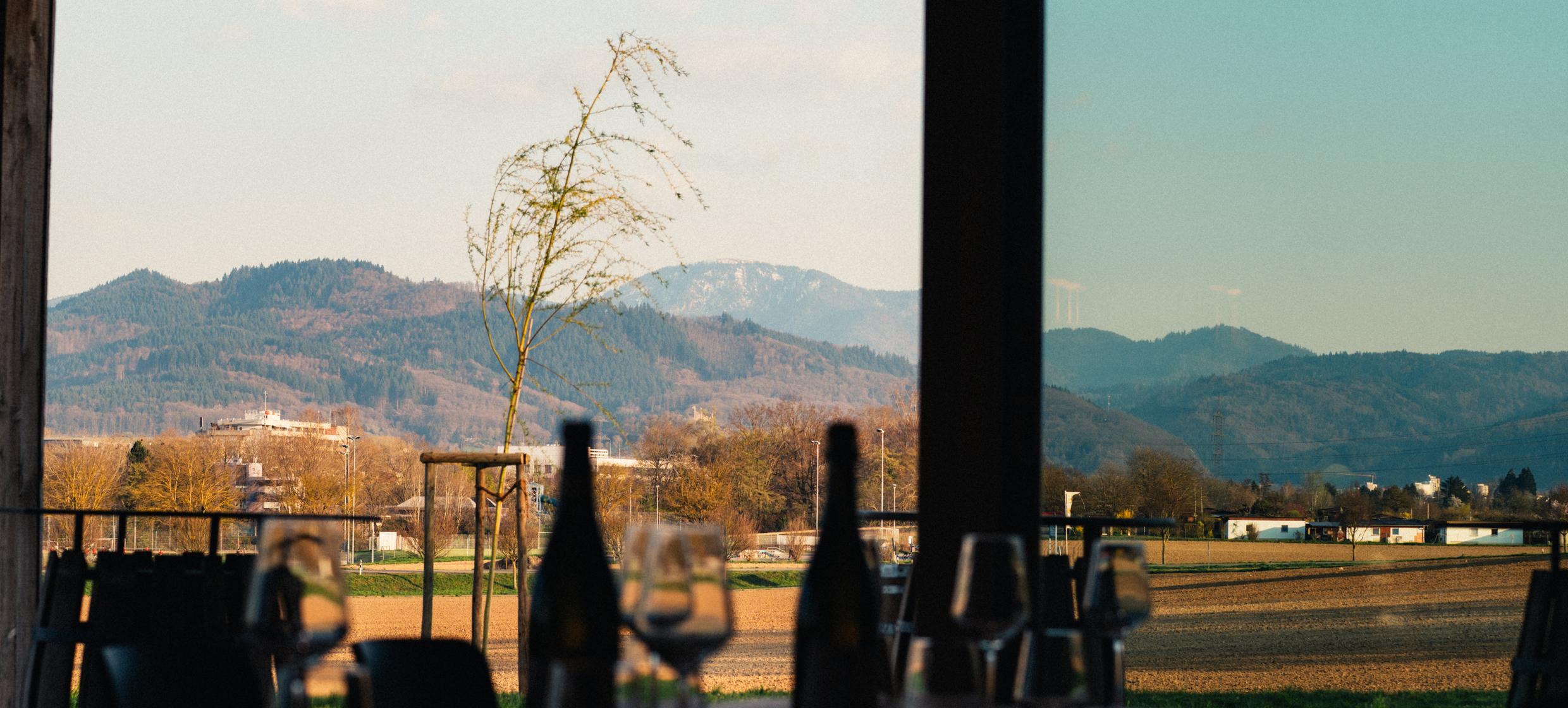 Weingut Scherer&Zimmer 9